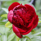 Bujor arbustiv nobil Red Magic, cu flori rosii