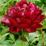 Bujor arbustiv nobil Red Magic, cu flori rosii