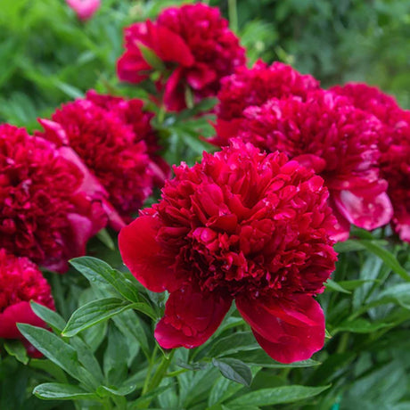 Bujor arbustiv nobil Red Magic, cu flori rosii