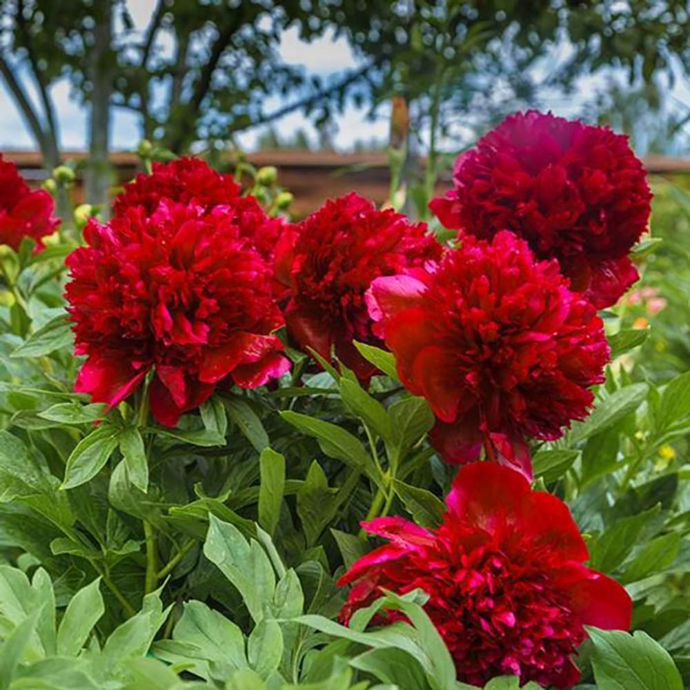 Bujor arbustiv nobil Red Magic, cu flori rosii