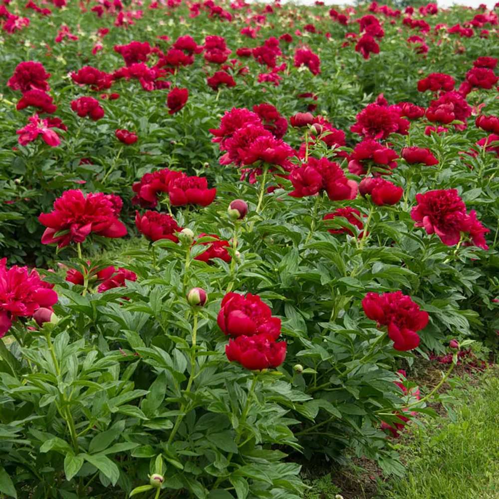 Bujor arbustiv nobil Red Magic, cu flori rosii