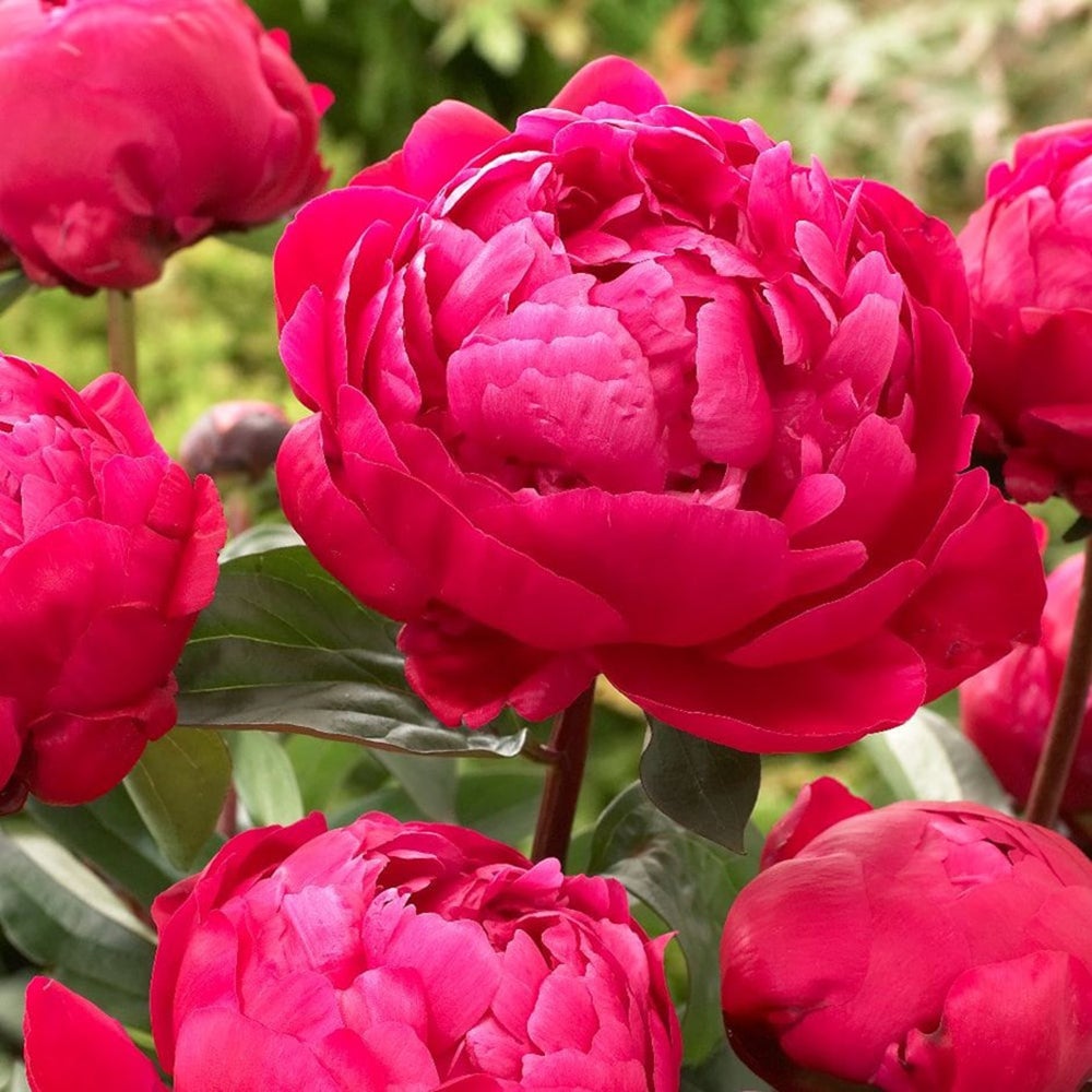 Rizom/Radacina Bujor rosu Red Sarah Bernhardt (1 Buc.)