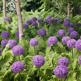 Bulbi Ceapa Ornamentala (Allium) Globemaster, cu flori mov sferice