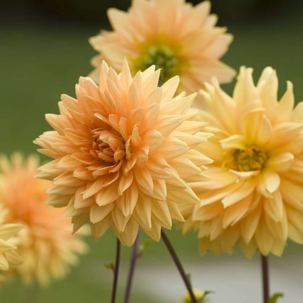 Bulbi de Dalii decorative Noordwijk's Glorie cu flori mari, portocaliu-apricot, 1 bulb