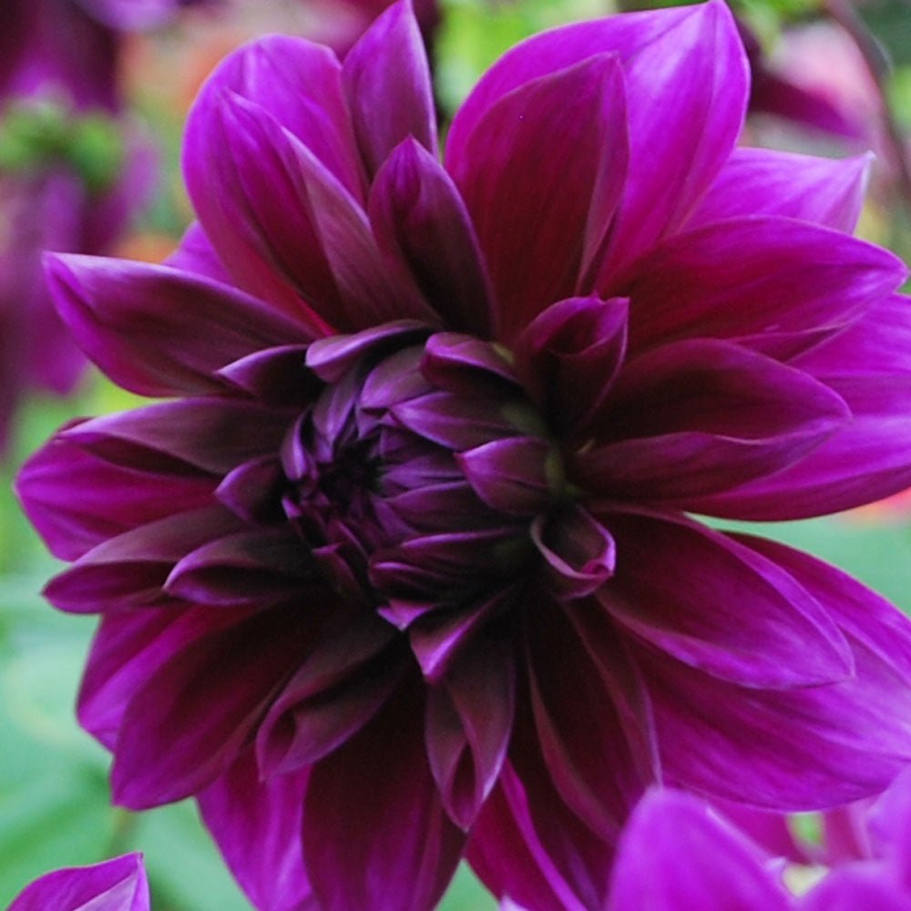 Bulbi de Dalii decorative Thomas A. Edison cu flori mari, mov-inchis, 1 bulb