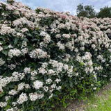Bulgare de Zapada Tinus (Calinul), cu flori roz-albe si parfum placut
