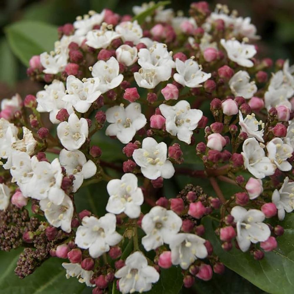 Bulgare de Zapada Tinus (Calinul), cu flori roz-albe si parfum placut