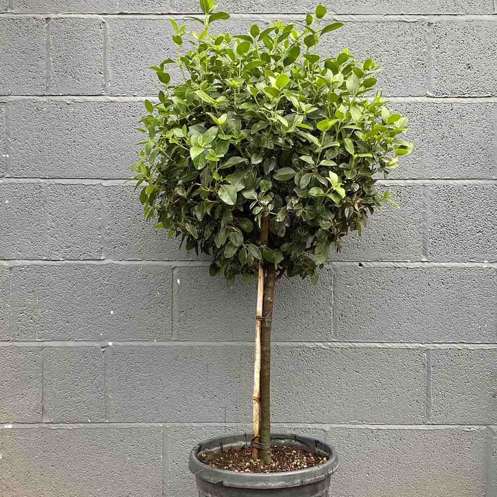 Bulgare de Zapada Tinus (Calinul), cu flori roz-albe si parfum placut