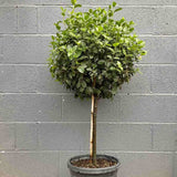 Bulgare de Zapada Tinus (Calinul), cu flori roz-albe si parfum placut