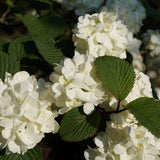 Bulgare de Zapada Grandiflorum (Calinul), cu flori albe sferice parfumate