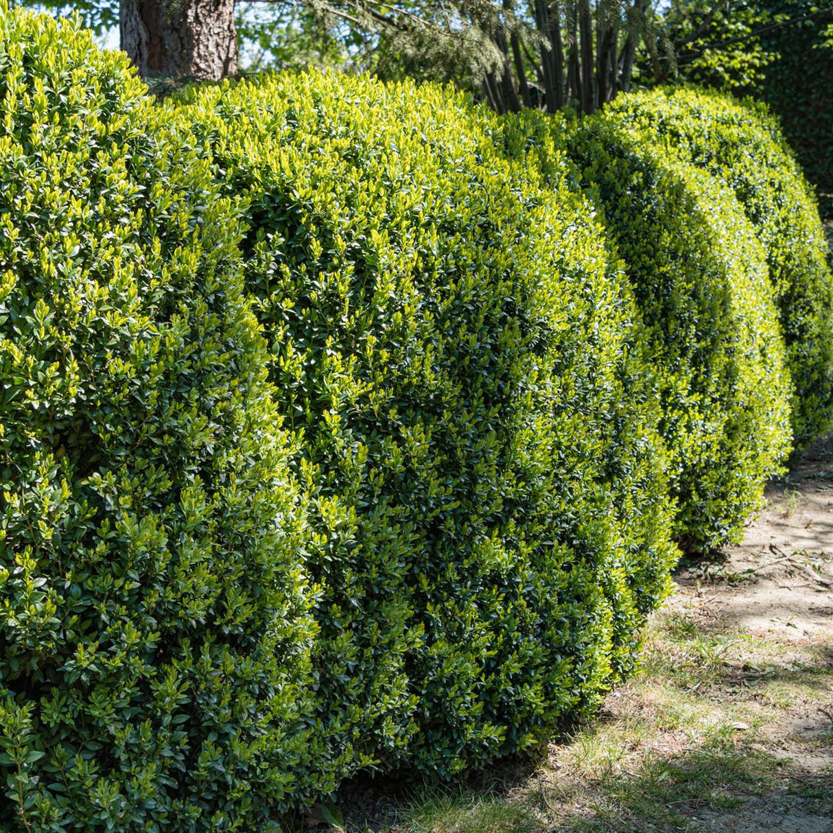 Чемшир Buxus sempervirens – вечнозелен жив плет