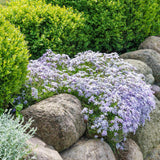 Чемшир Buxus sempervirens – вечнозелен жив плет