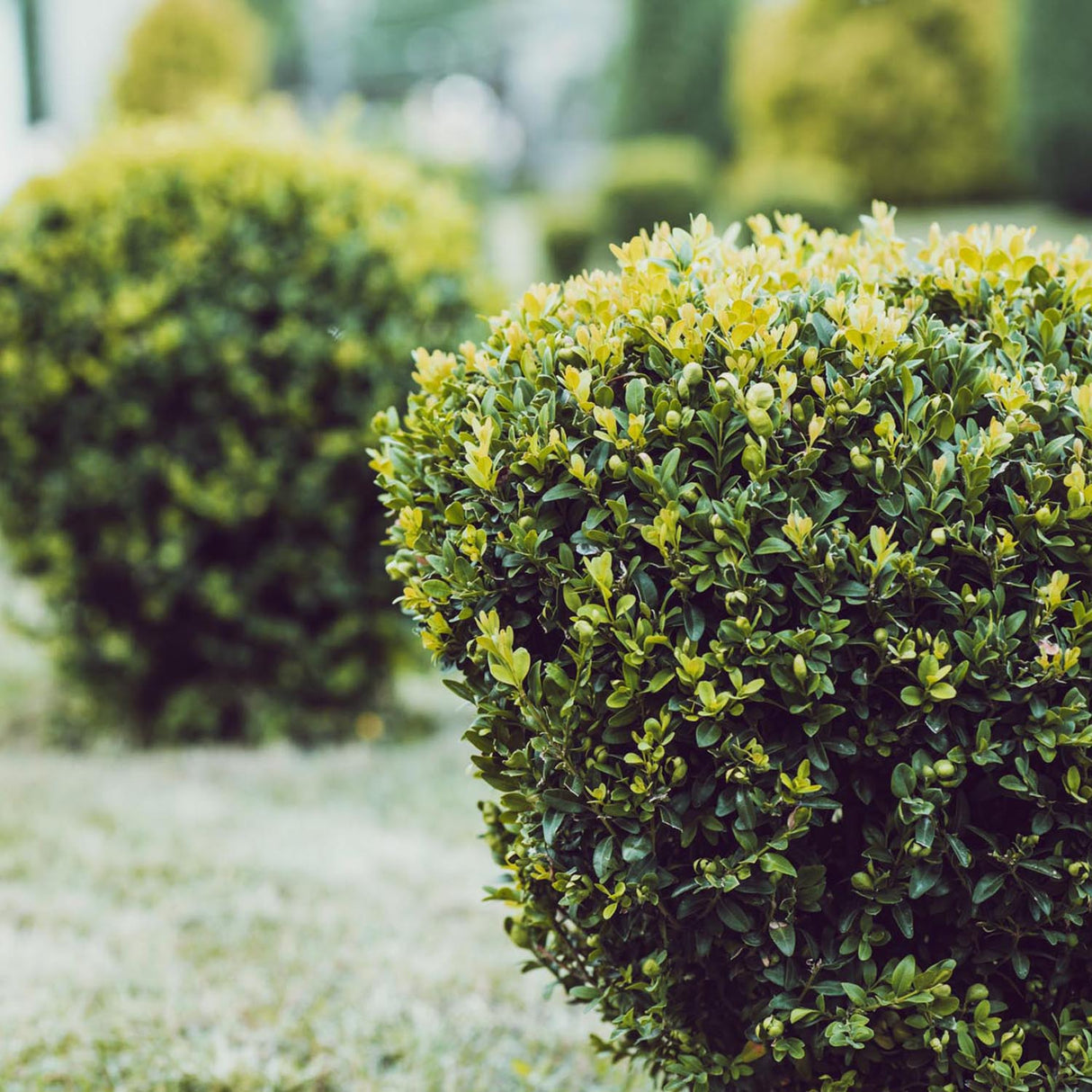 Чемшир Buxus sempervirens – вечнозелен жив плет
