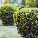 Чемшир Buxus sempervirens – вечнозелен жив плет