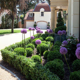 Чемшир Buxus sempervirens – вечнозелен жив плет