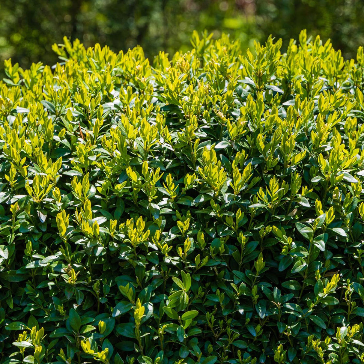 Чемшир Buxus sempervirens – вечнозелен жив плет