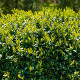 Чемшир Buxus sempervirens – вечнозелен жив плет