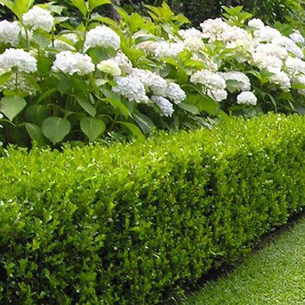 Buxus Sempervirens (Cimisir), gard viu mic vesnic verde