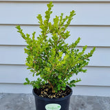 Чемшир Buxus sempervirens – вечнозелен жив плет