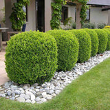 Buxus Sempervirens (Cimisir), gard viu mic vesnic verde