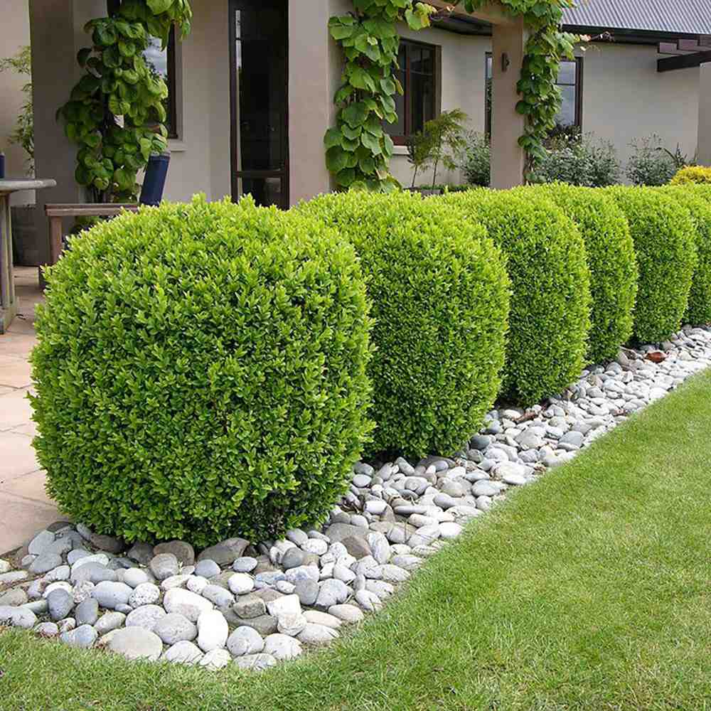 Чемшир Buxus sempervirens – вечнозелен жив плет