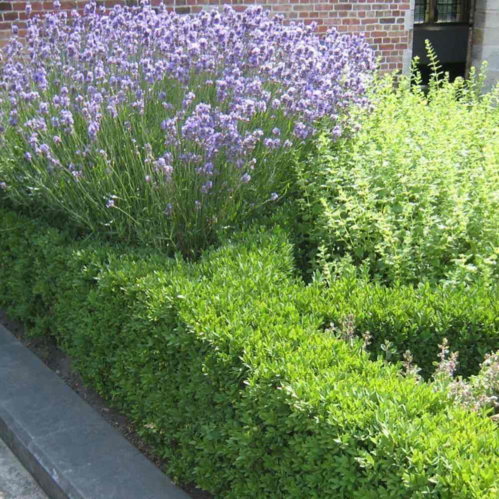 Чемшир Buxus sempervirens – вечнозелен жив плет
