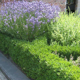 Чемшир Buxus sempervirens – вечнозелен жив плет