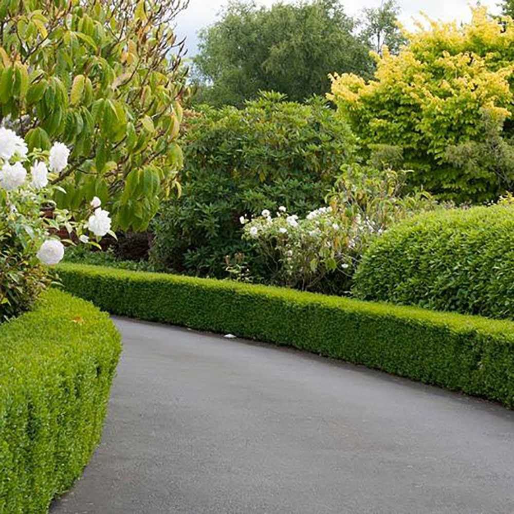 Чемшир Buxus sempervirens – вечнозелен жив плет