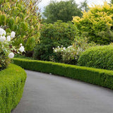 Чемшир Buxus sempervirens – вечнозелен жив плет