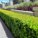 Чемшир Buxus sempervirens – вечнозелен жив плет