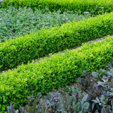 Чемшир Buxus sempervirens – вечнозелен жив плет