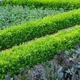 Buxus Sempervirens (Cimisir), gard viu mic vesnic verde