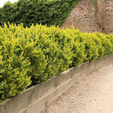 Чемшир Buxus sempervirens – вечнозелен жив плет