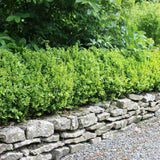 Чемшир Buxus sempervirens – вечнозелен жив плет