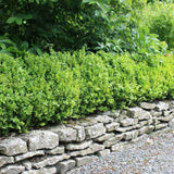 Buxus Sempervirens (Cimisir), gard viu mic vesnic verde