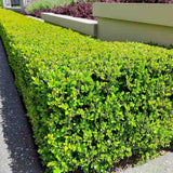 Чемшир Buxus sempervirens – вечнозелен жив плет