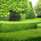 Чемшир Buxus sempervirens – вечнозелен жив плет