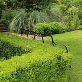 Buxus Sempervirens (Cimisir), gard viu mic vesnic verde