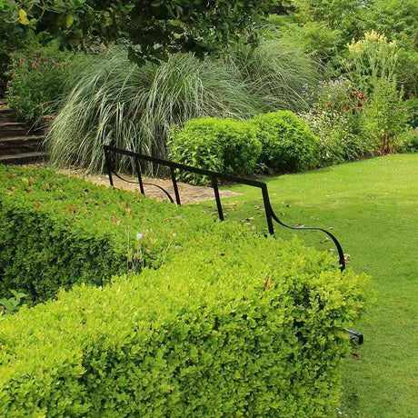 Чемшир Buxus sempervirens – вечнозелен жив плет
