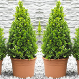 Buxus Sempervirens (Cimisir) Piramida