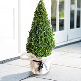 Buxus Sempervirens (Cimisir) Piramida