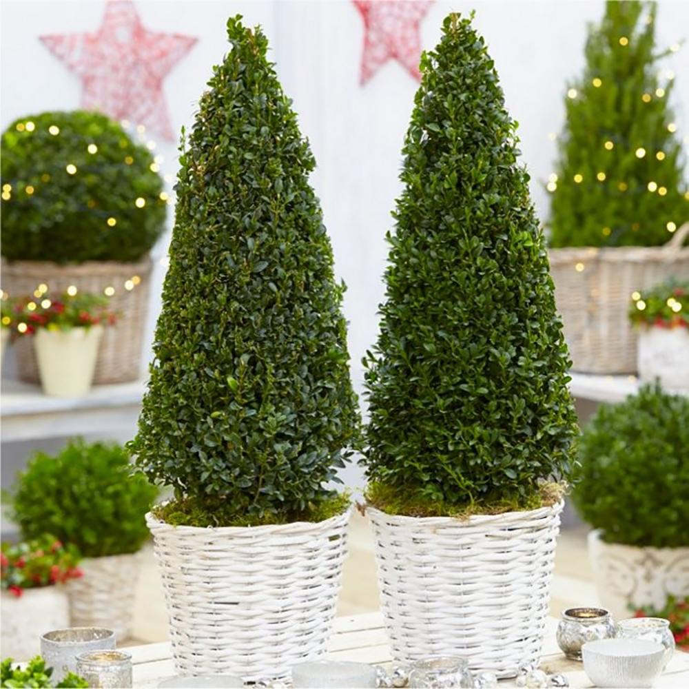 Buxus Sempervirens (Cimisir) Piramida
