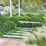 Buxus Sempervirens (Cimisir) Rotund/Glob