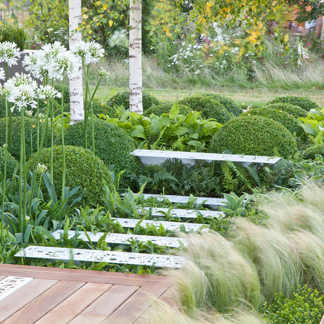 Buxus Sempervirens (Cimisir) Rotund/Glob