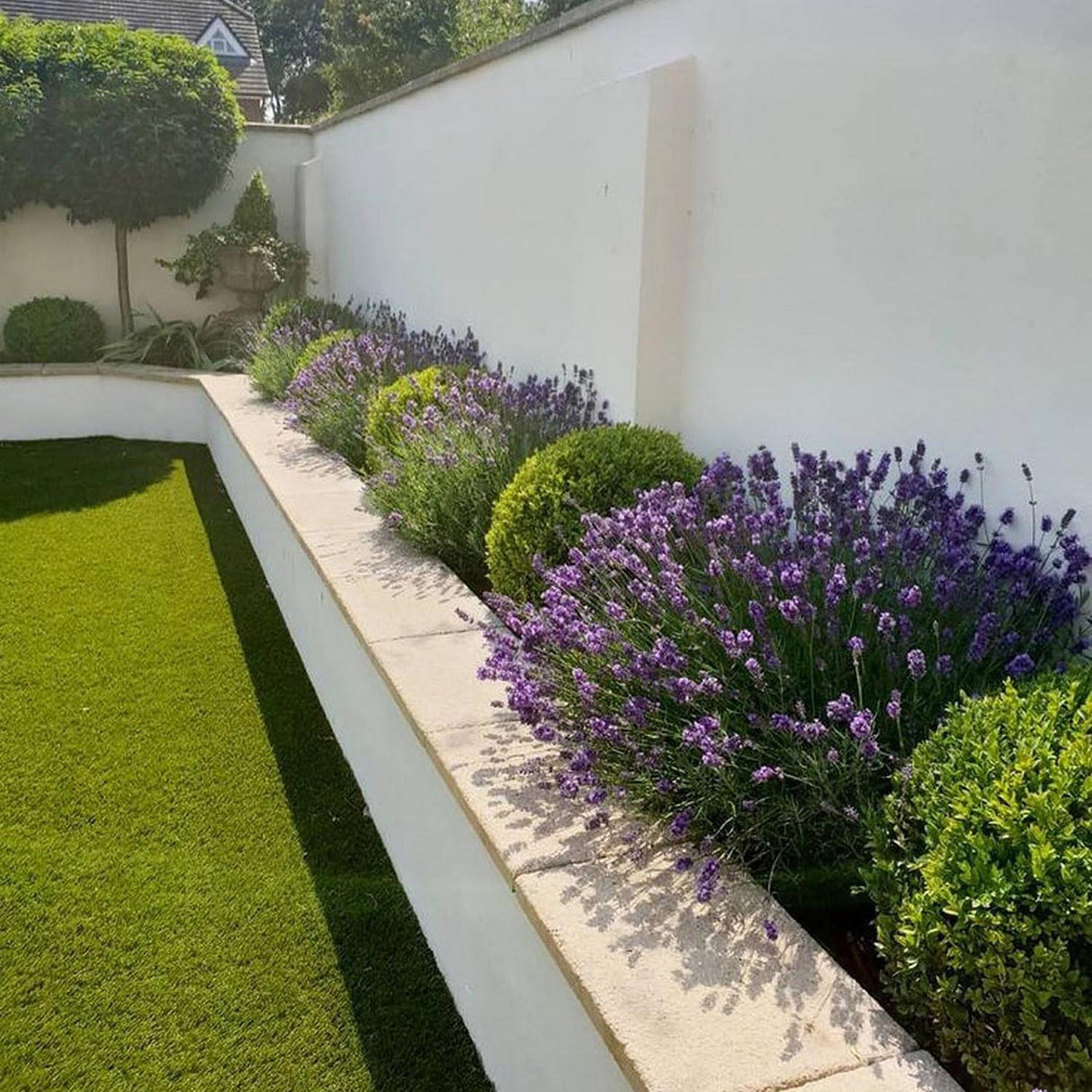 Buxus Sempervirens (Cimisir) Rotund/Glob