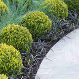 Buxus Sempervirens (Cimisir) Rotund/Glob