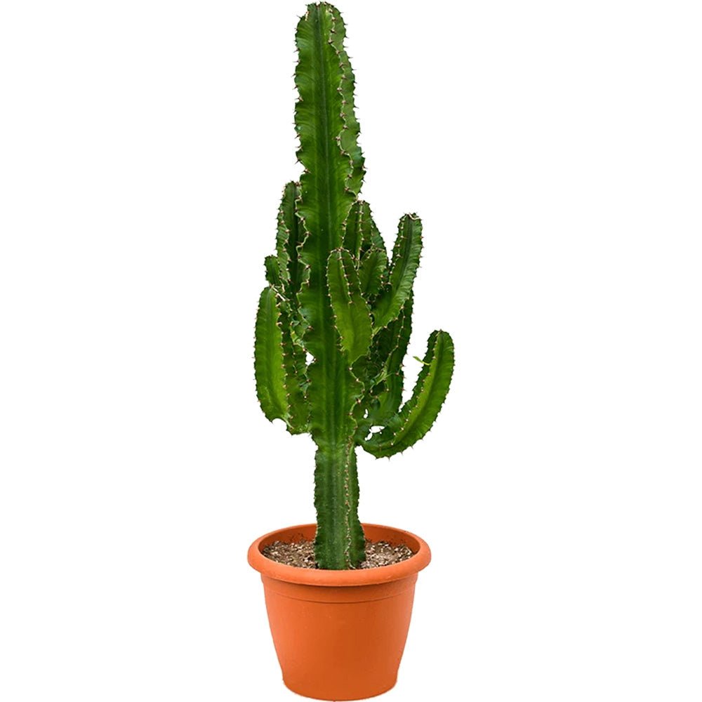 Cactus Candelabru - 110 cm - VERDENA - 110 cm inaltime, ghiveci de 4 l