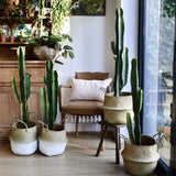 Cactus Candelabru 110 cm