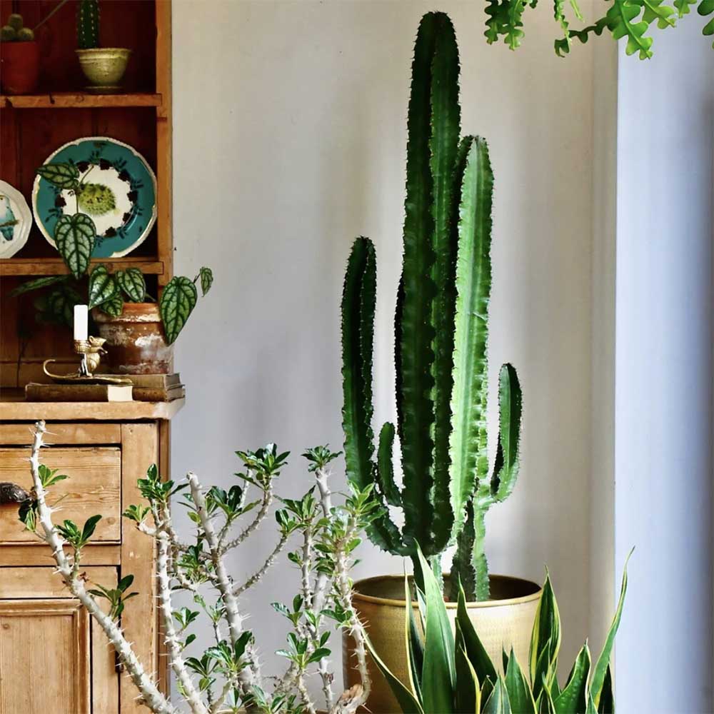 Cactus Candelabru 110 cm