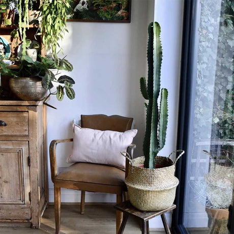 Cactus Candelabru 110 cm